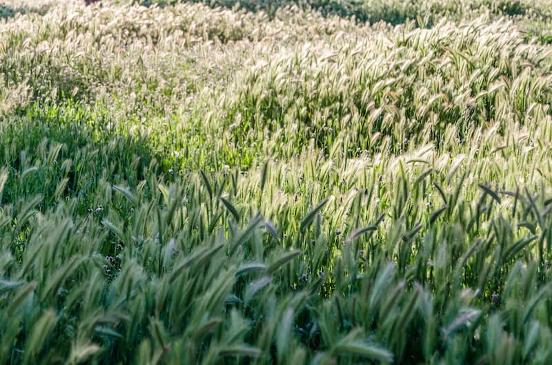 12 NoMow Alternatives To Grass In Your Yard Rocket Homes